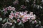 西施花-花16.JPG