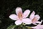 西施花-花20.JPG