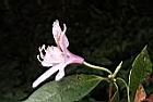 西施花-花側01.JPG