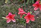 金毛杜鵑-花06.jpg