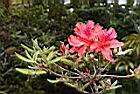 金毛杜鵑-花24.JPG