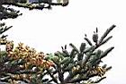 台灣冷杉-雌雄花00.JPG