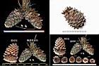 台灣華山松-毬果1.jpg