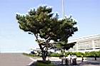 日本黑松01.JPG