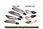 濕地松-種子02.JPG