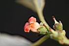 俄氏紅柿-花03.jpg