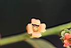 俄氏紅柿-花04.jpg