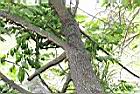 山柿-莖06.JPG