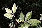 山紅柿-葉背00.JPG