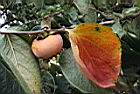柿子-紅葉15.JPG
