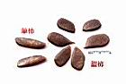 筆柿-甜柿-種子01.JPG