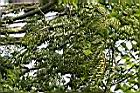 蘭嶼柿00.jpg