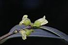 象牙樹-雄花07.jpg