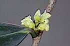 象牙樹-雄花18.jpg