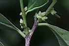 象牙樹-雄花苞00.JPG