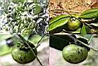 黑柿-實1.jpg