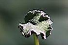 厚葉盤花木-花4.jpg