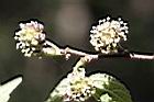 小構樹-雌花0.jpg