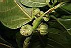 稜果榕-實02.JPG