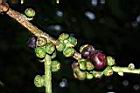 菩提樹-實03.JPG