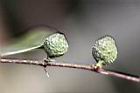 菱葉濱榕-實1.jpg