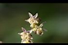 葎草-花7.jpg