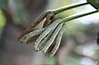 號角樹-雌花04.jpg