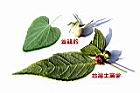 土黨參-葉-實00.JPG