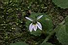 普拉特草-花03.JPG