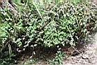 玉山山奶草01.JPG
