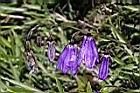 玉山沙參-花01.jpg