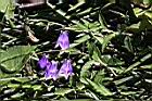 玉山沙參-花05.jpg