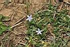 細葉蘭花參20.JPG