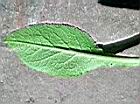 聚花風鈴草-葉背00.jpg