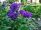 聚花風鈴草08.jpg