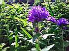 聚花風鈴草09.jpg