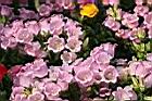 風鈴草-粉紅花02.jpg