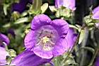 風鈴草-紫花10.JPG