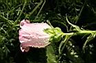 風鈴草-花06.jpg