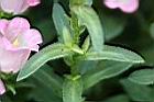 風鈴草-葉.jpg