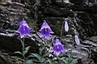 高山沙參-花01.jpg