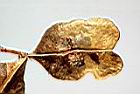 克蘭樹-種子08.JPG