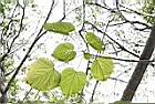 克蘭樹-葉01.JPG