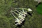 可可樹-花02.JPG