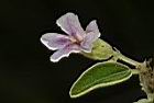 山芝麻-花06.JPG