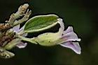 山芝麻-花08.JPG