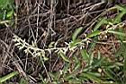 山芝麻05.JPG