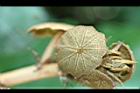 槭葉翅子木-嫩葉05.jpg