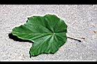 槭葉翅子木-葉正1.jpg
