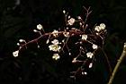 蘋婆-花14.JPG